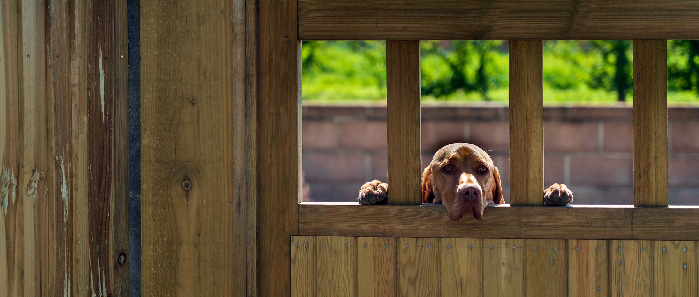How Does a Wireless Dog Fence Work? Wireless Dog Fence